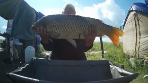 Рыбалка на сазана, Обь, 2024 г.