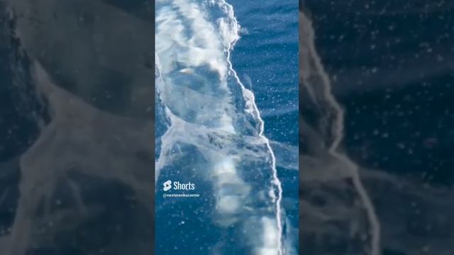 Из фильма «Русские• XXI век».29 смотреть онлайн