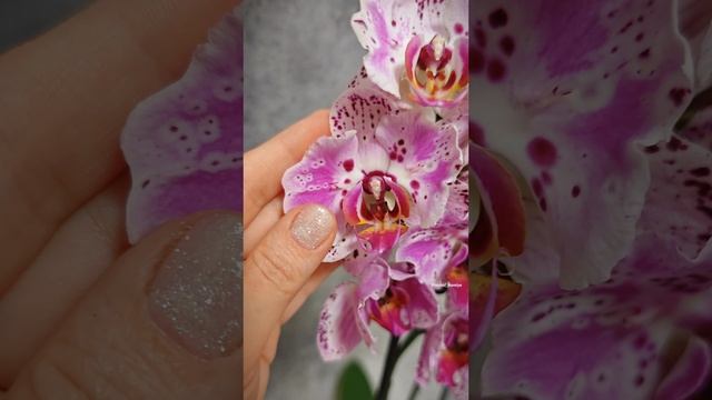 Акварельная бабочка Cornelia 🌸 Очень нежный и эффектный фаленопсис стандарт | Новый сорт из Европы смотреть онлайн