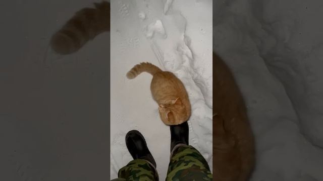 Рыжуля с дуру выскочил в мороз и сразу замерз 🥶🐈 #котик смотреть онлайн
