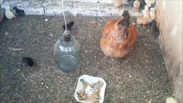Подарок от курицы смотреть онлайн