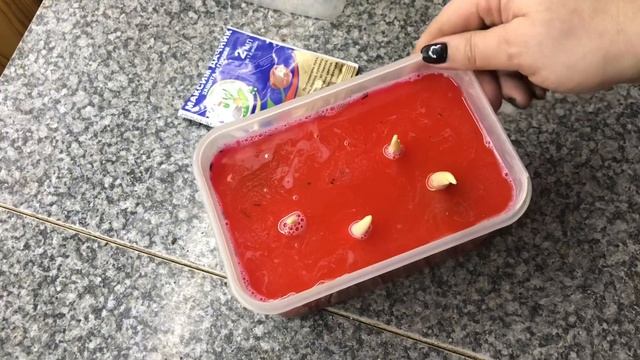 Что делаем с клубнями Каллы🌺перед посадкой в грунт. смотреть онлайн