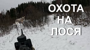 Охота НА ЛОСЯ 💥Собака держит лося...