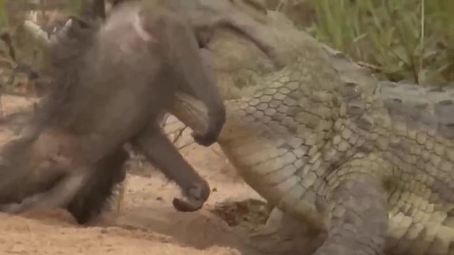 OMG!! Swimming Lions Family Was Suddenly Attack By Group Of Crocodile Too Brutally - Harsh Wild Lif смотреть онлайн