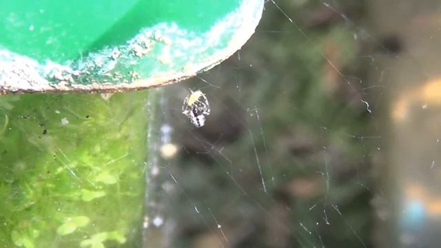Steatoda triangulosa [Triangulate Cobweb Spider] Captures Aphid смотреть онлайн