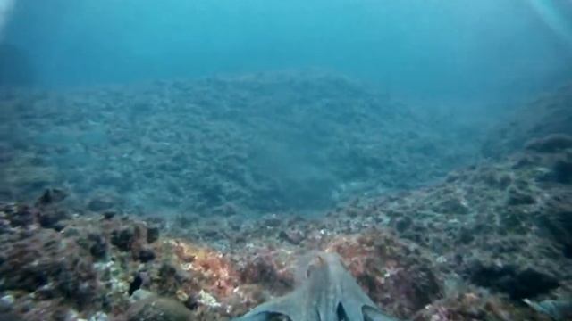 poulpe, octopus, осьминог смотреть онлайн