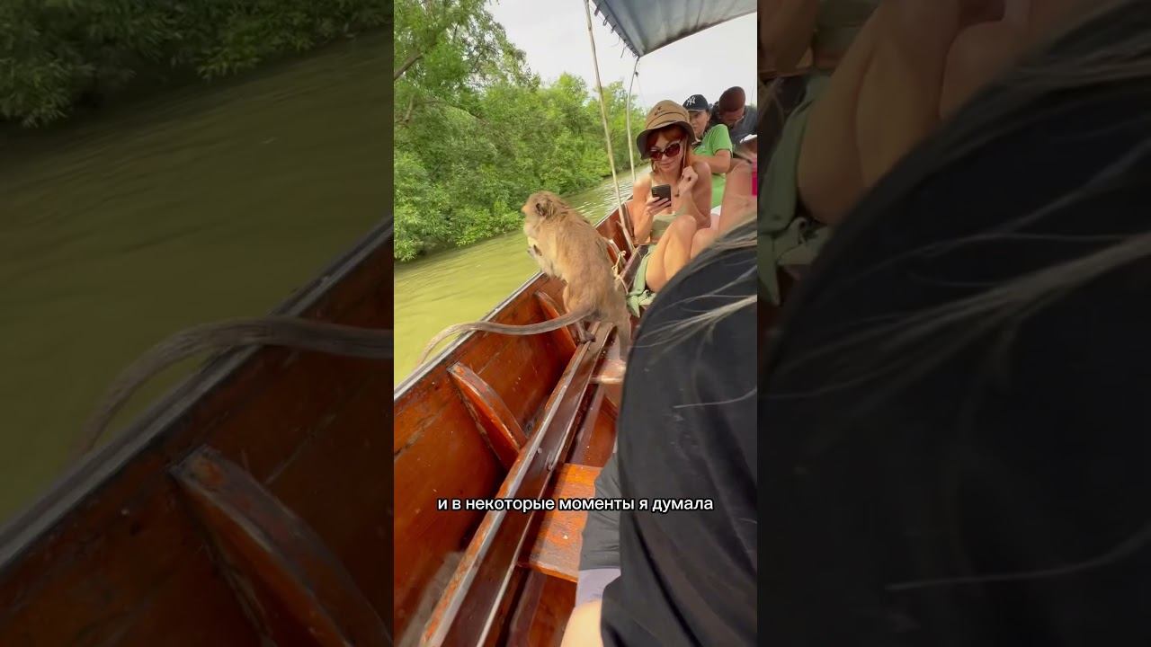 А вы любите обезьян? #тайланд #паттая #путешествие #обезьяна смотреть онлайн