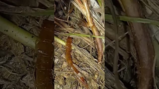 Ciempiés tropical | Scolopendromorpha смотреть онлайн