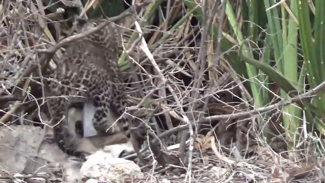 Baby Leopard with Baby Gazelle #4k #viral #samburu @NatGeo @NatGeoAnimals смотреть онлайн