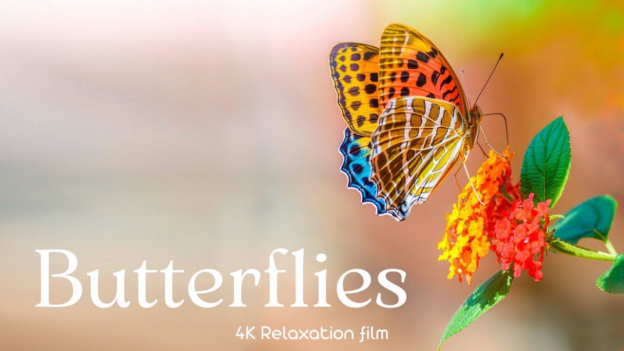 Butterflies - 4K - Relaxation Film | Soothing Forest Birds Singing With Beautiful Butterflies