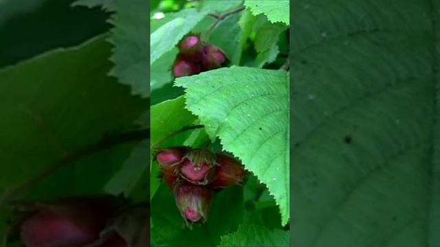 Орешник. Дачные картинки. Дмитрий Шлапак смотреть онлайн