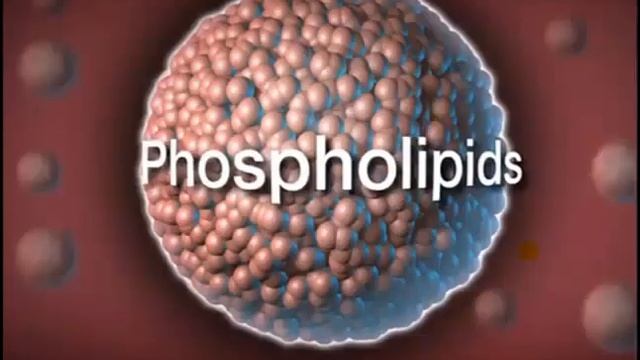 Krill Oil Dan Astaxanthin