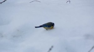 Лазаревка  Красивая птица