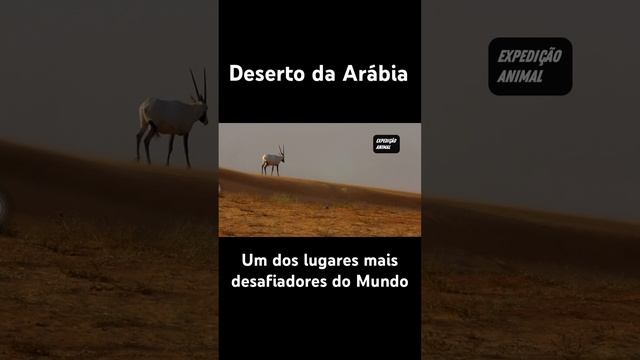 Deserto da Arábia | Um dos lugares mais desafiadores do mundo смотреть онлайн