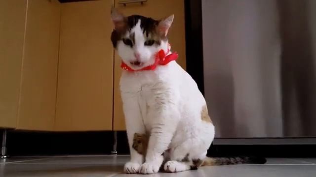 American curl | beautiful cat | pretty cats смотреть онлайн