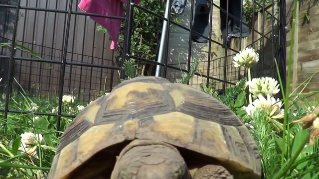 Mediterranean Tortoise Diet - Hermann's, Horsfield's, Greek, Egyptian and Marginated. смотреть онлайн
