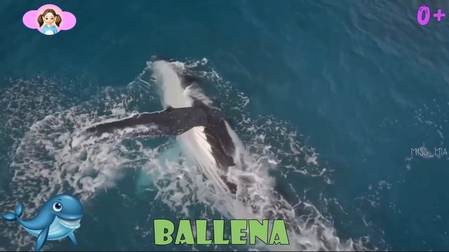 Nombres y sonidos de animales en españo 0+ | #34 MissMiaAnimales смотреть онлайн