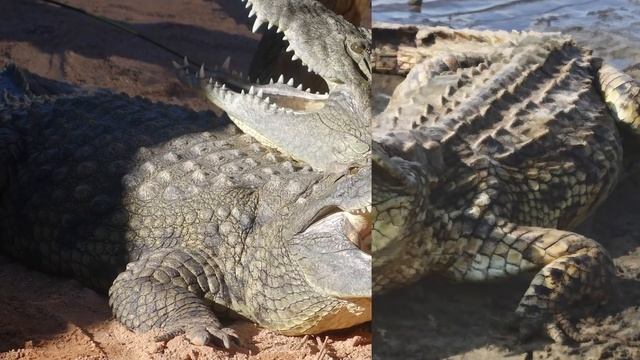 ALLIGATOR VS CROCODILE - Which is Stronger? смотреть онлайн