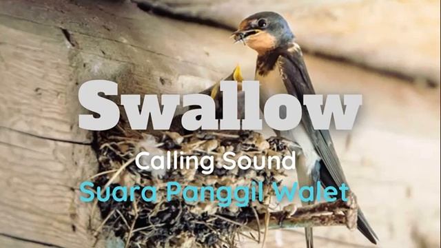 Swallow Calling Sound (call voice) смотреть онлайн