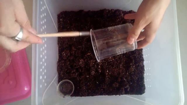 Пересадка Lasiodora parahybana L9 смотреть онлайн