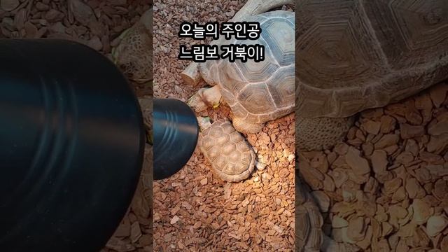 엉금엉금 느림보 재롱이🤔 아빠거북이와아들거북이!! смотреть онлайн