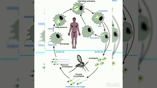 Leishmania Donovani =KALA - AZAR OR  DUMDUM FEVER  = 1. Occurrence