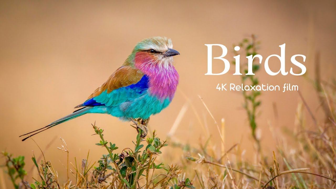 Birds - 4K - Relaxation Film With Calming Music | Nature Sounds, Birdsong, Forest Sounds