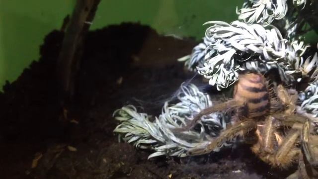 Tarántula Holothele Incei - Laukaz смотреть онлайн