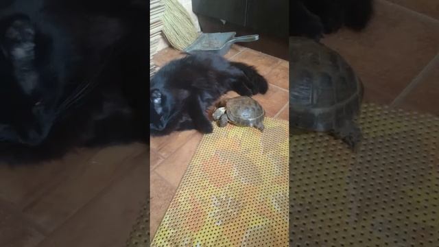 Черепаха напала на кота смотреть онлайн