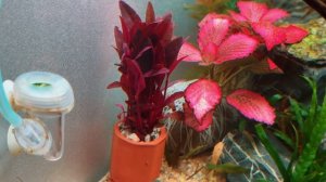 Красивые и простые аквариумные растения, с которыми справится даже новичок