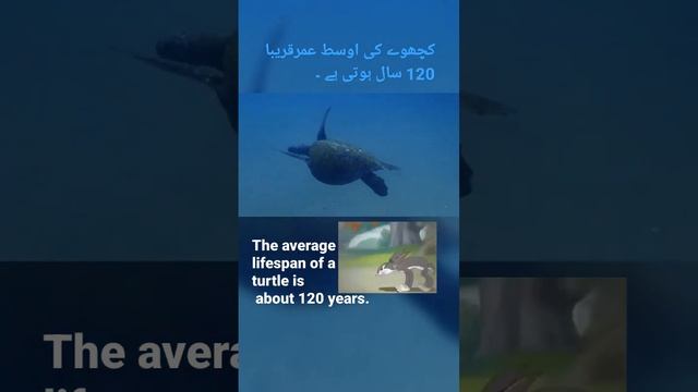 Average Lifespan of a Turtle |Science Facts| смотреть онлайн