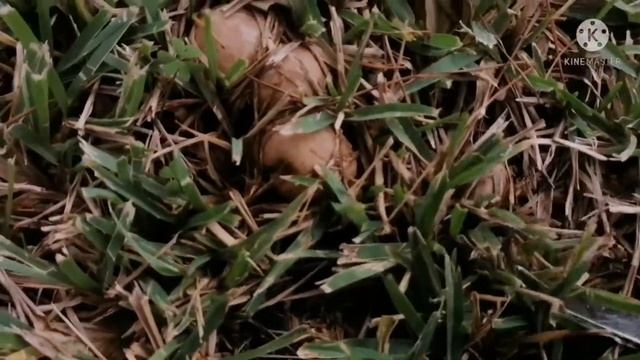 เก็บเห็ดผึ้งเนยสนามหญ้าหน้าบ้าน Ep.2 Roca Serena Spain смотреть онлайн