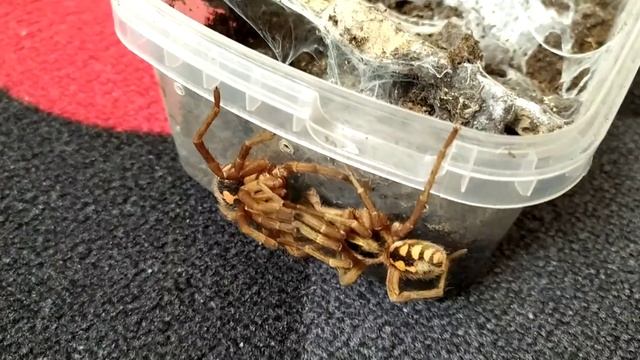 Hapalopus sp. formosus mating смотреть онлайн