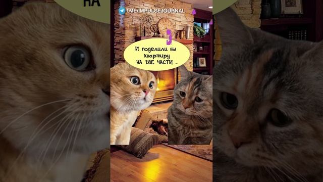 Поровну #мыкотики #вмем #разговор #анекдот #шутки #кот #юмор #смешное #прикольно #мемы #cat смотреть онлайн