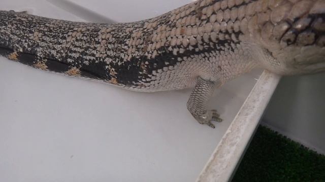 Синеязыкий Сцинк