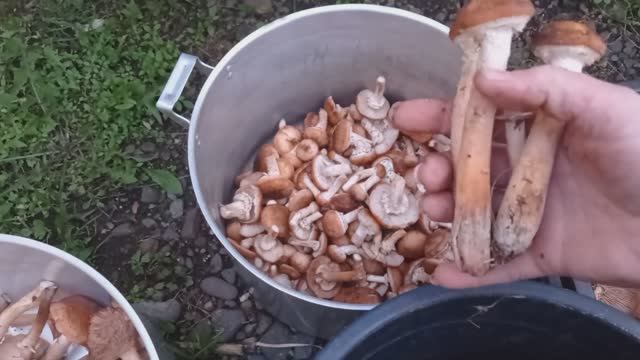 Привёз ОПЯТ/ МОРКОВКА СУПЕР🥕/Что ни УЖИН то ШЕДЕВР 😅 смотреть онлайн