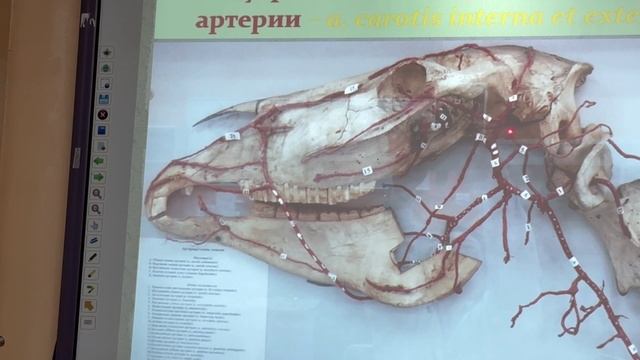 Артерии головы, 2024