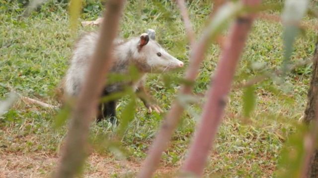 How is a Possum Really Different from an Opossum смотреть онлайн