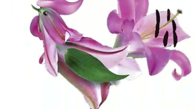 С годом петуха смотреть онлайн