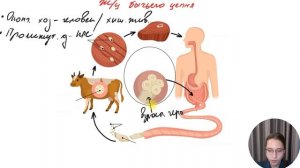 Жизненный цикл бычьего цепня