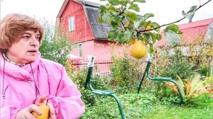 VLOG: Дача осенью / Машины куклы  Винкс 27.09.2016