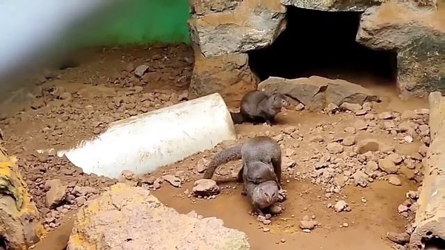 Mongoose Mating
