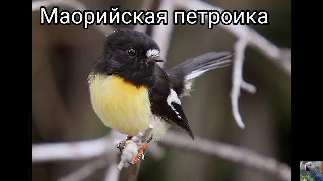 Петроики (виды).