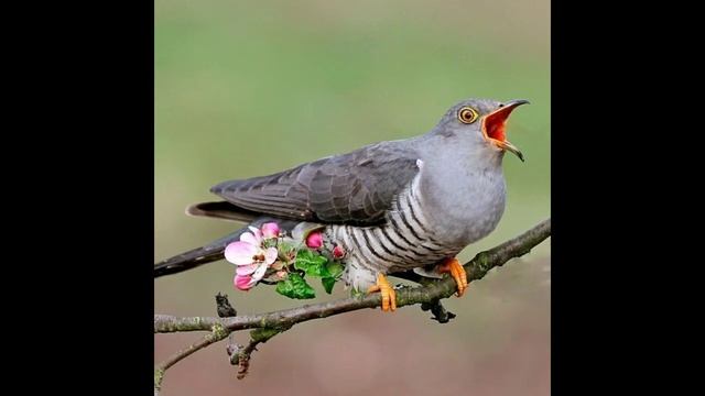 Кукушка смотреть онлайн