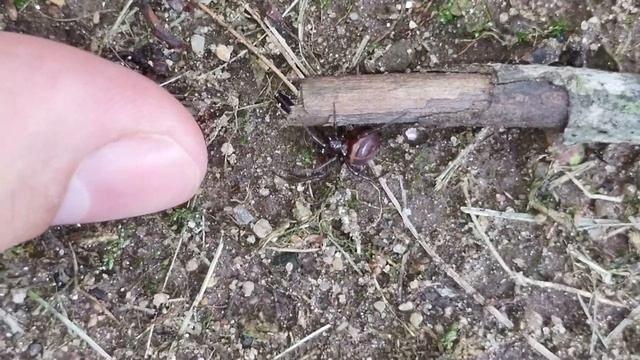 Steatoda GROSSA also known as a False widow spider смотреть онлайн