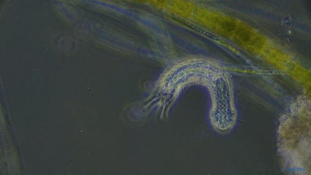 Брюхоресничный червь \ Gastrotricha смотреть онлайн