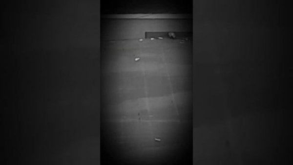 Там был серенаголовый