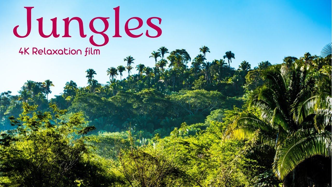 Jungles - 4K - Relaxation Film With Calming Music | Beautiful music for relaxation and meditation смотреть онлайн