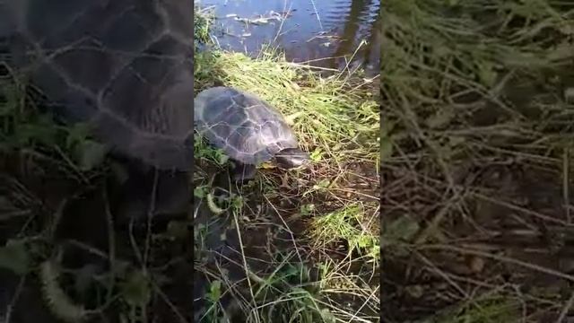 встретили черепаху в деревне у озера 🐢 смотреть онлайн
