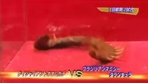 Тарантул против сколопендры